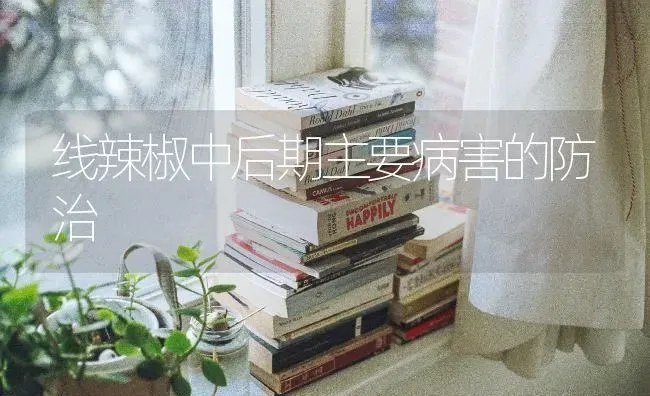 线辣椒中后期主要病害的防治 | 养殖知识