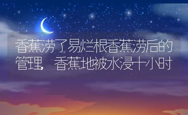 香蕉涝了易烂根香蕉涝后的管理,香蕉地被水浸十小时 | 养殖学堂