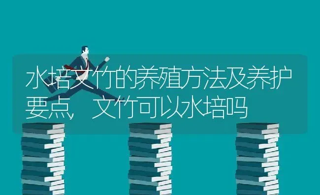 水培文竹的养殖方法及养护要点,文竹可以水培吗 | 养殖学堂