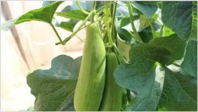 羊角蜜的种植时间注意事项 | 妙招大全