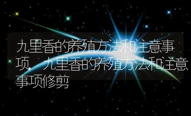 九里香的养殖方法和注意事项,九里香的养殖方法和注意事项修剪 | 养殖资料