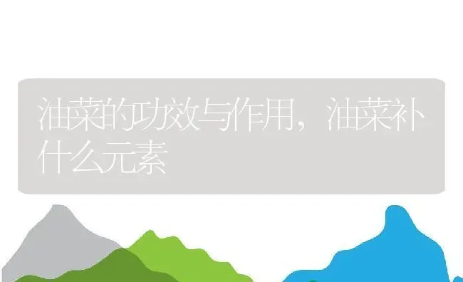 油菜的功效与作用,油菜补什么元素 | 养殖学堂