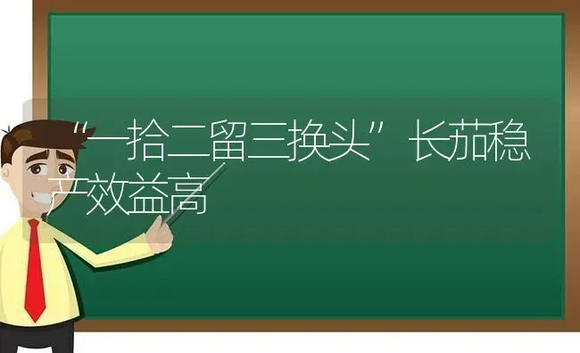 “一拾二留三换头”长茄稳产效益高 | 养殖技术大全