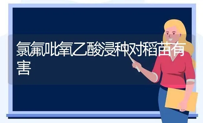 氯氟吡氧乙酸浸种对稻苗有害 | 养殖知识