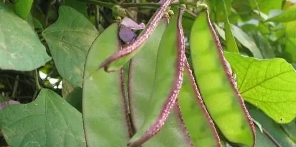 扁豆的种植技术讲解 | 常识大全