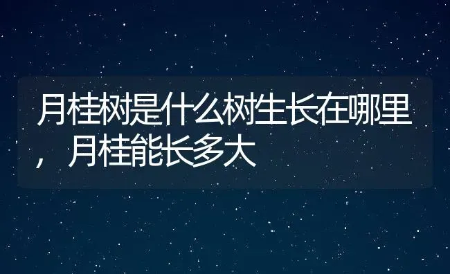 月桂树是什么树生长在哪里,月桂能长多大 | 养殖学堂