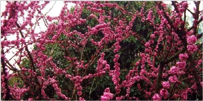 紫荆花什么时候开花 | 农广天地