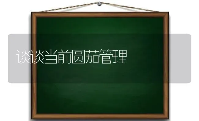 谈谈当前圆茄管理 | 养殖知识