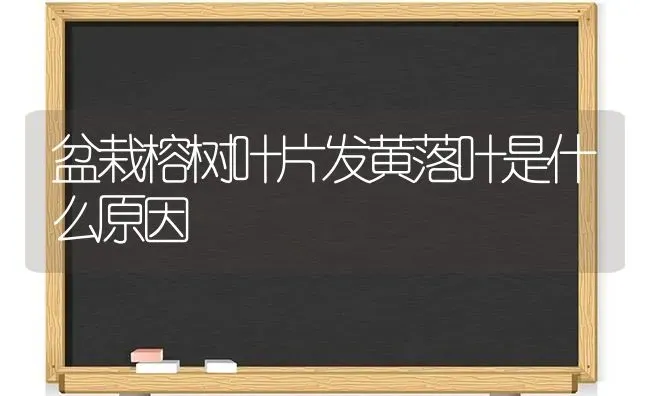 盆栽榕树叶片发黄落叶是什么原因 | 养殖技术大全