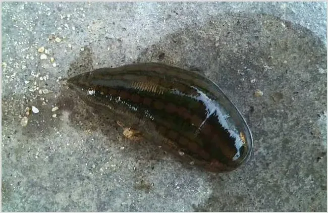不同种水蛭的养殖饲养技术 | 妙招大全