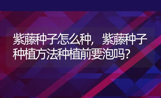 紫藤种子怎么种,紫藤种子种植方法种植前要泡吗？ | 养殖科普