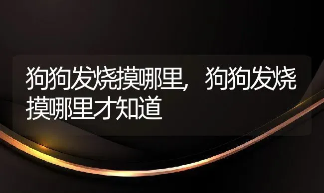 狗狗发烧摸哪里,狗狗发烧摸哪里才知道 | 养殖科普