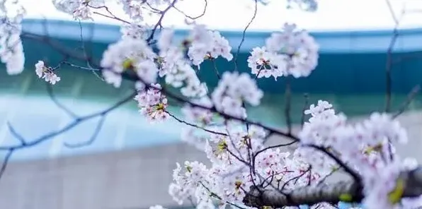 春天都开什么花 | 生活常识