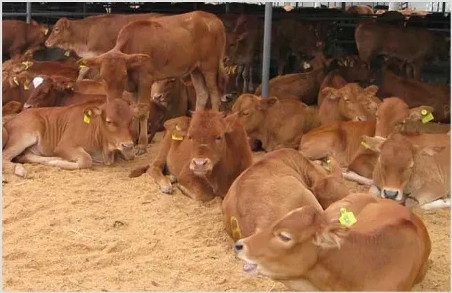 肉牛犊多少钱一头？市场分析 | 生活常识