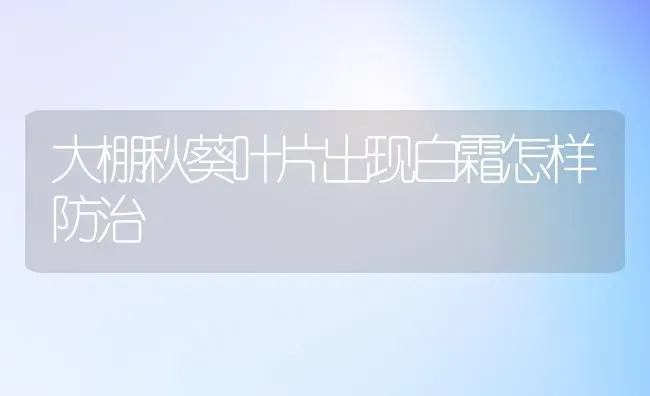 大棚秋葵叶片出现白霜怎样防治 | 养殖技术大全