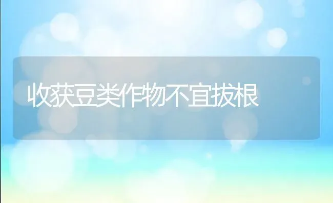 收获豆类作物不宜拔根 | 养殖知识
