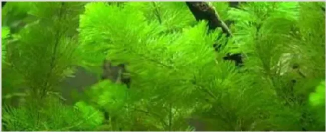 绿菊水草怎么繁殖扦插 | 生活妙招
