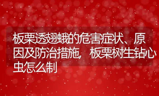 板栗透翅蛾的危害症状、原因及防治措施,板栗树生钻心虫怎么制 | 养殖学堂