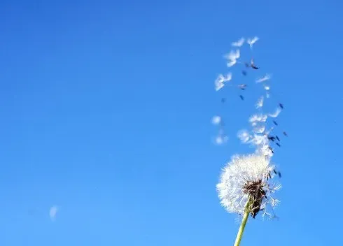 蒲公英暗示什么,白色蒲公英寓意？
