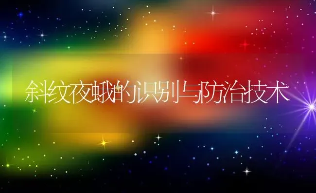 斜纹夜蛾的识别与防治技术 | 养殖技术大全