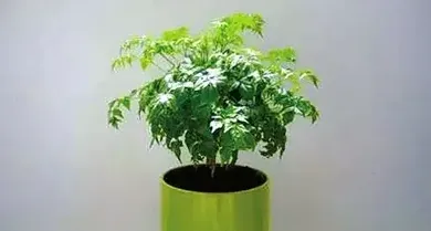 适合家里养的盆栽植物有哪些,适合盆栽的植物？