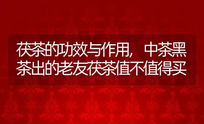 茯茶的功效与作用,中茶黑茶出的老友茯茶值不值得买 | 养殖学堂