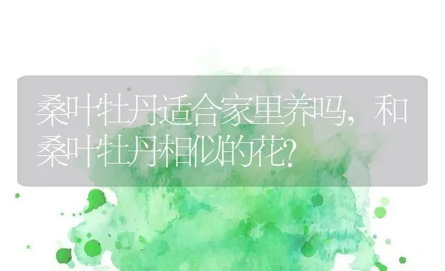 桑叶牡丹适合家里养吗,和桑叶牡丹相似的花？ | 养殖科普