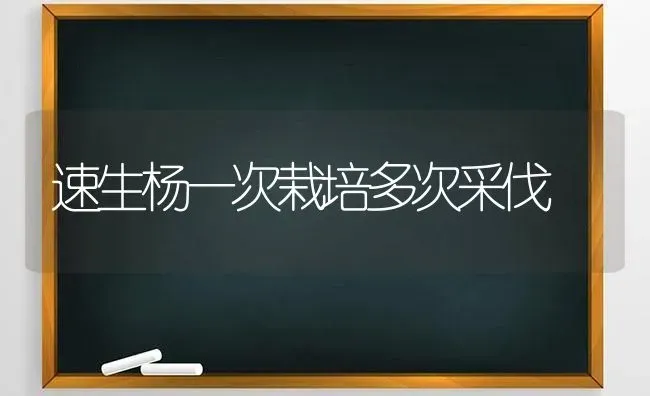 速生杨一次栽培多次采伐 | 养殖知识