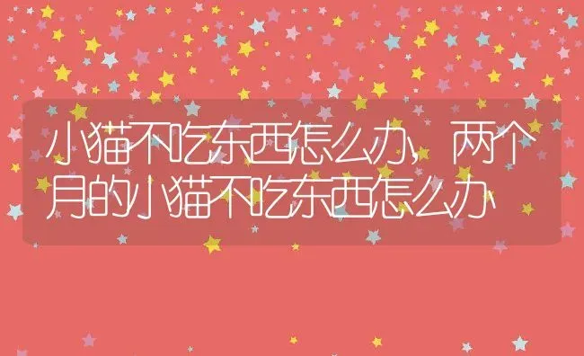 小猫不吃东西怎么办,两个月的小猫不吃东西怎么办 | 养殖资料