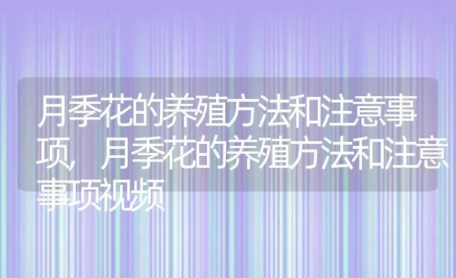 月季花的养殖方法和注意事项,月季花的养殖方法和注意事项视频 | 养殖资料