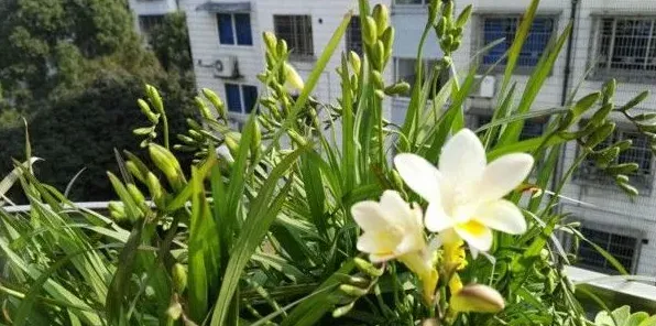 香雪兰可以放在卧室吗，放卧室有助于人体睡眠 | 实用知识