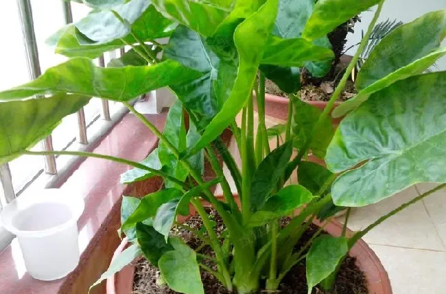 滴水观音根茎腐烂后的救治方法,滴水观音茎秆腐烂应该怎么处理？
