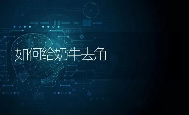 如何给奶牛去角 | 养殖技术大全