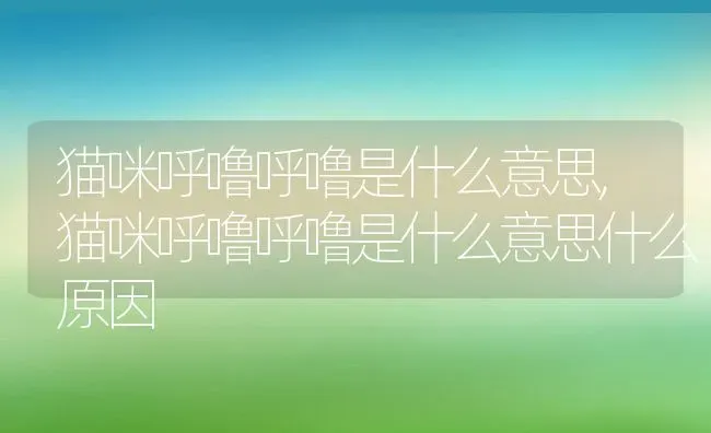 猫咪呼噜呼噜是什么意思,猫咪呼噜呼噜是什么意思什么原因 | 养殖学堂