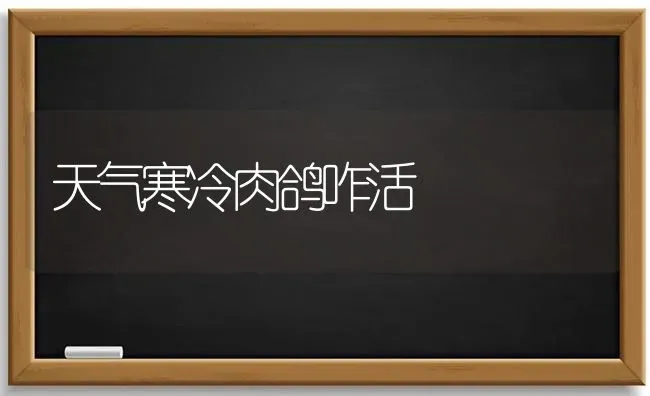 天气寒冷肉鸽咋活 | 养殖知识