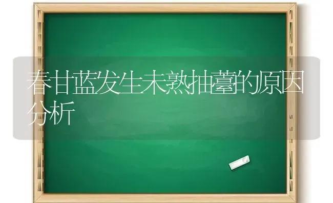 春甘蓝发生未熟抽薹的原因分析 | 养殖知识