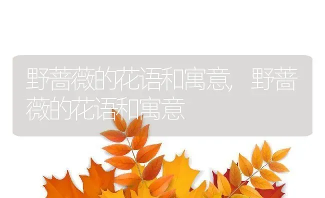 野蔷薇的花语和寓意,野蔷薇的花语和寓意 | 养殖科普