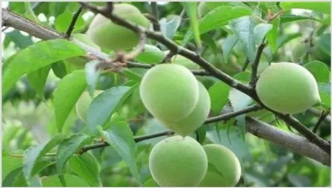 果梅的种植方法讲解 | 实用知识