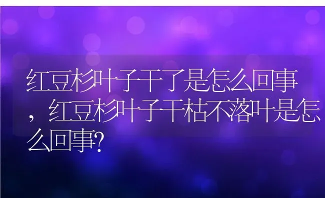 红豆杉叶子干了是怎么回事,红豆杉叶子干枯不落叶是怎么回事？ | 养殖科普