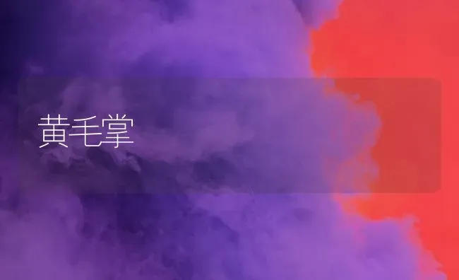 黄毛掌 | 养殖技术大全