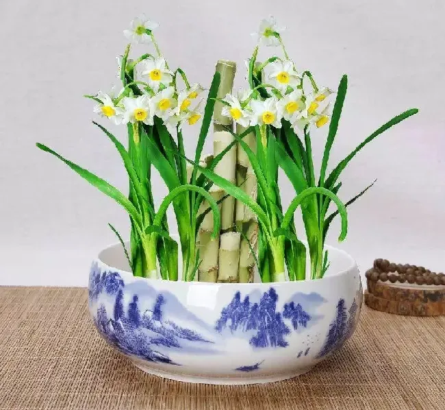 水仙花的经典名句,关于水仙花的诗句4句？