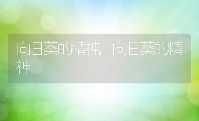 向日葵的精神,向日葵的精神 | 养殖科普