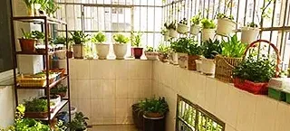 阳台种什么菜最好,如何在阳台上种植蔬菜？哪些蔬菜适合在阳台上种植？