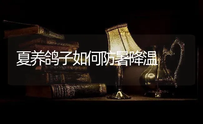 夏养鸽子如何防暑降温 | 养殖技术大全