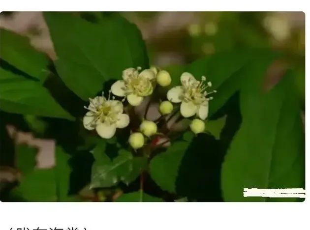 海棠的品种分类,如何辨别各种海棠？