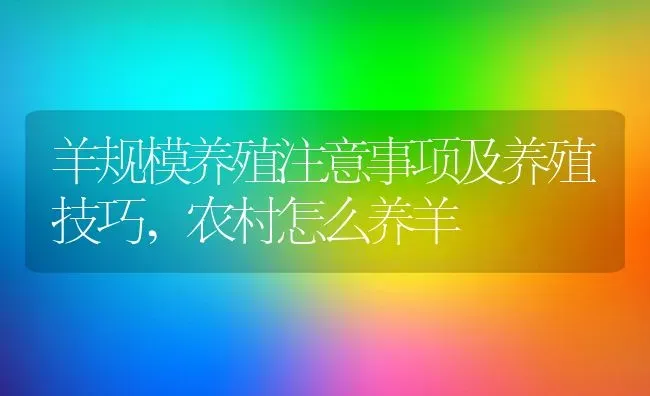 羊规模养殖注意事项及养殖技巧,农村怎么养羊 | 养殖学堂