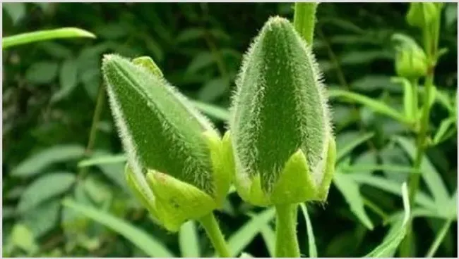 秋葵种植注意事项 | 常识大全