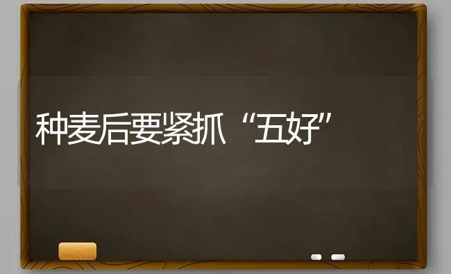 种麦后要紧抓“五好” | 养殖知识