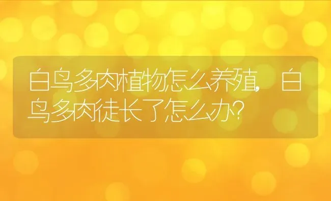 白鸟多肉植物怎么养殖,白鸟多肉徒长了怎么办？ | 养殖科普