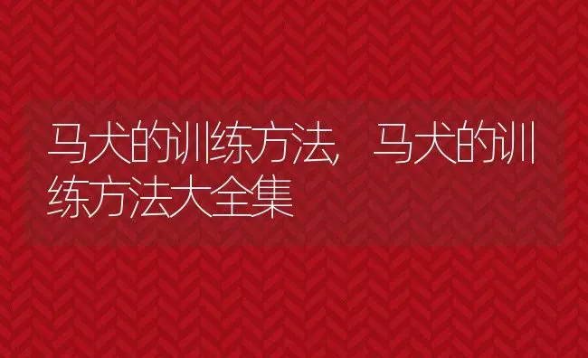 马犬的训练方法,马犬的训练方法大全集 | 养殖资料